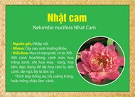 Những giống Sen được trồng tại Việt Nam